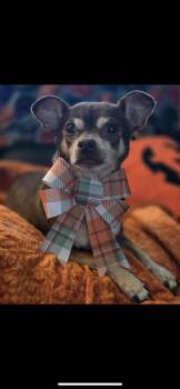Lottie -  Chihuahua and Miniature Pinscher Dog for Adoption in New Haven, Connecticut - Lottie | PetCurious