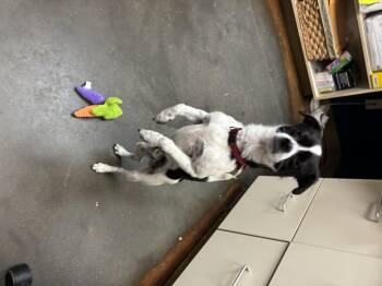 Jasper -  Chihuahua Dog for Adoption in Council Bluffs, Iowa - Jasper | PetCurious