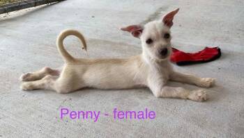 Penny -  Terrier Dog for Adoption in Cheektowaga, New York - Penny | PetCurious