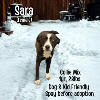 Collie Dogs Available for Adoption - Sara | PetCurious