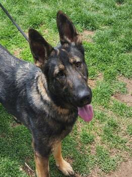 German Shepherd Dog Dogs Available for Adoption in Pueblo, Colorado - ZANNA | PetCurious