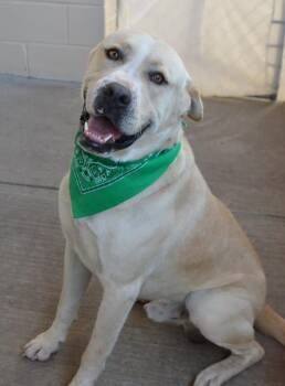 Oso -  Mixed Breed Dog for Adoption in Mckinney, Texas - Oso | PetCurious