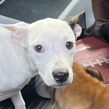Tumble -  Pit Bull Terrier Dog for Adoption in East St. Louis, Illinois - Tumble | PetCurious