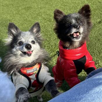 Pomeranian Dogs Available for Adoption - Ethel And Lucy | PetCurious