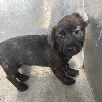 Princess -  Mixed Breed Dog for Adoption in Milton, Florida - Princess | PetCurious