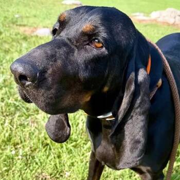 Please Help Lainey (TN) -  Black And Tan Coonhound Dog for Adoption - Please Help Lainey (TN) | PetCurious