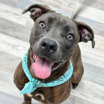 Ripley -  Pit Bull Terrier Dog for Adoption in Lufkin, Texas - Ripley | PetCurious