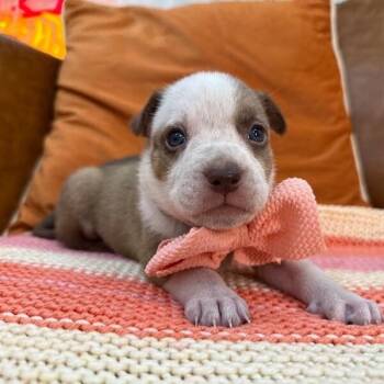 Pit Bull Terrier and Staffordshire Bull Terrier Dogs Available for Adoption in Friendswood, Texas - Nectar Rainbow | PetCurious