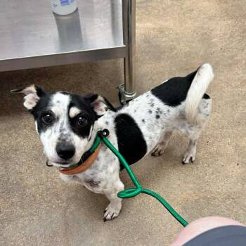 Rat Terrier Dogs Available for Adoption - Steve | PetCurious