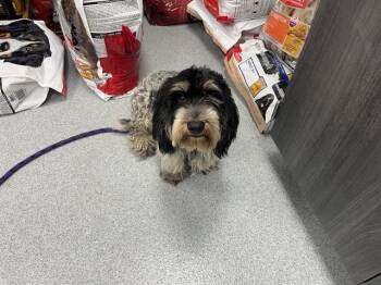 A388099 -  Maltese and Mixed Breed Dog for Adoption in Ocala, Florida - A388099 | PetCurious