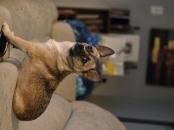 Jorge -  Chihuahua Dog for Adoption in Richmond, Kentucky - Jorge | PetCurious