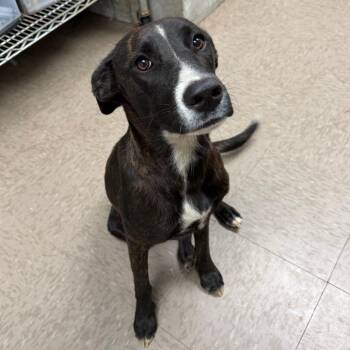 Chloe -  Plott Hound and Mixed Breed Dog for Adoption in Birmingham, Alabama - Chloe | PetCurious