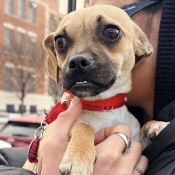 Pug Dogs Available for Adoption - Lake | PetCurious
