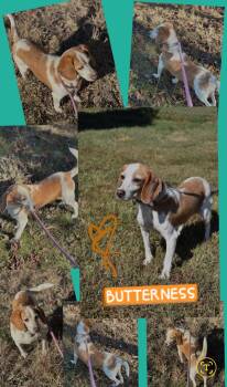 Beagle Dogs Available for Adoption - Butterness | PetCurious
