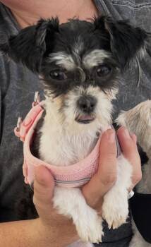Sansa -  Affenpinscher and Chihuahua Dog for Adoption in San Diego, California - Sansa | PetCurious