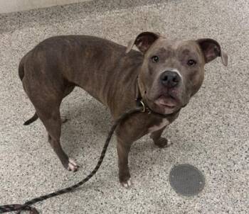 Blanca -  Pit Bull Terrier and Mixed Breed Dog for Adoption in Kansas City, Missouri - Blanca | PetCurious