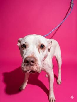 Mixed Breed Dogs Available for Adoption in Jacksonville, Florida - KATYA | PetCurious