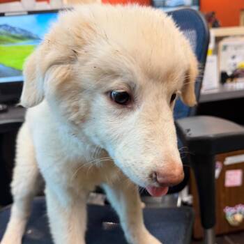 Thomas Jefferson -  Australian Shepherd and Great Pyrenees Dog for Adoption in Norman, Oklahoma - Thomas Jefferson | PetCurious
