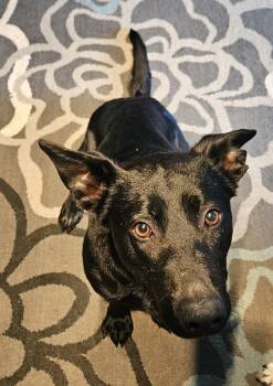 German Shepherd Dog and Labrador Retriever Dogs Available for Adoption in Lincoln Park, Michigan - Violet | PetCurious