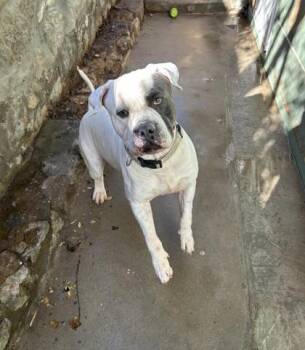 American Bulldog and Mixed Breed Dogs Available for Adoption in El Paso, Texas - Pablo | PetCurious