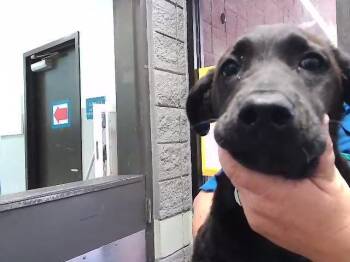 Labrador Retriever and Mixed Breed Dogs Available for Adoption in Tulsa, Oklahoma - BONITA | PetCurious