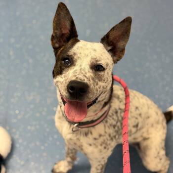 Lady Bug -  Australian Cattle Dog Blue Heeler Dog for Adoption in Watertown, New York - Lady Bug | PetCurious