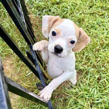May Fly -  Pug and Beagle Dog for Adoption in Morristown, Vermont - May Fly | PetCurious
