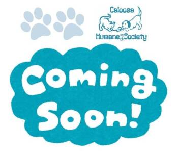 Chihuahua Dogs Available for Adoption in Labelle, Florida - May May & Babies | PetCurious