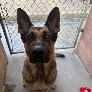 Ranger -  German Shepherd Dog Dog for Adoption in Goleta, California - Ranger | PetCurious