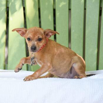 Dachshund and Chihuahua Dogs Available for Adoption in Wake Forest, North Carolina - Legacy | PetCurious
