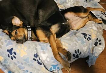 Chihuahua Dogs Available for Adoption in Nashville, Tennessee - Brianna | PetCurious
