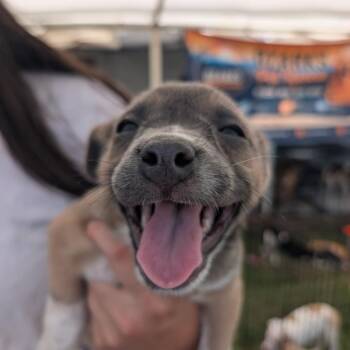 Melon -  Mixed Breed Dog Available for Adoption in West Plains, Missouri - Melon | PetCurious