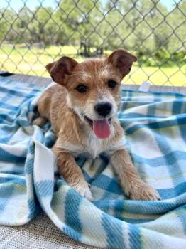 Wirehaired Terrier Dogs Available for Adoption in Canyon Lake, Texas - Hazelnut | PetCurious