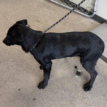 Mixed Breed Dogs Available for Adoption - Indigo | PetCurious