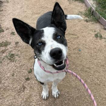 Rescue Cattle Dog Dogs for Adoption in Beaumont, Texas - Mandy | PetCurious