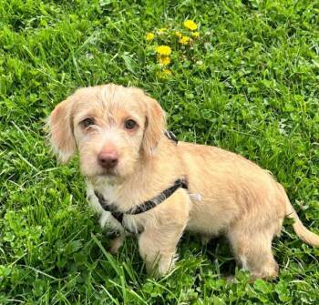 Terrier and Staffordshire Bull Terrier Dogs Available for Adoption in Brunswick, Ohio - Henry | PetCurious