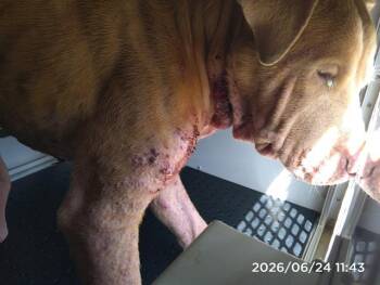 A1266745 -  Pit Bull Terrier Dog for Adoption in Charlotte, North Carolina - A1266745 | PetCurious