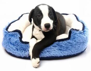 CHAMP -  Labrador Retriever and Mixed Breed Dog for Adoption in Fort Lauderdale, Florida - CHAMP | PetCurious
