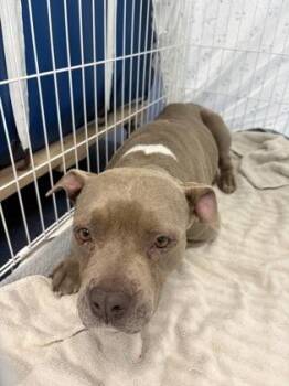 Velma -  Mixed Breed Dog for Adoption in Charleston, South Carolina - Velma | PetCurious