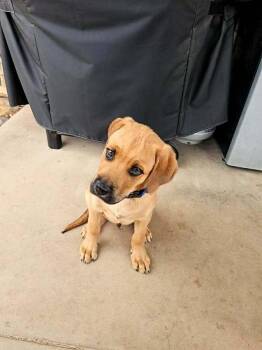 Hound and Great Dane Dogs Available for Adoption in Wolcott, Connecticut - Douglas | PetCurious
