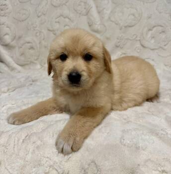 Ari -  Golden Retriever Dog for Adoption in Iron Ridge, Wisconsin - Ari | PetCurious