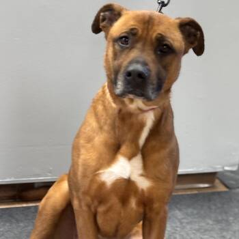 Black Mouth Cur and Shepherd Dogs Available for Adoption - Nova | PetCurious