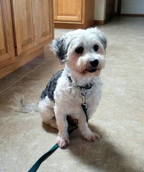 Havanese Dogs Available for Adoption in Decorah, Iowa - Rumba | PetCurious