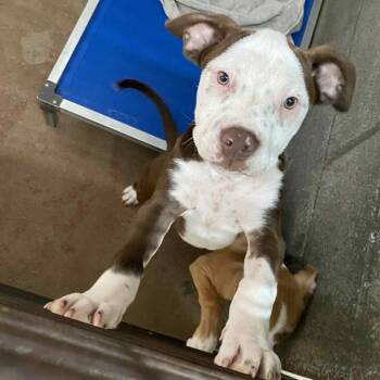 Pit Bull Terrier Dogs Available for Adoption in Stephenville, Texas - Ringo | PetCurious