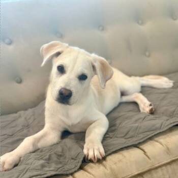 Rescue Boxer and Great Pyrenees Dogs for Adoption in Brainerd, Minnesota - Onyx | PetCurious