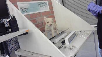 Staffordshire Bull Terrier and Mixed Breed Dogs Available for Adoption in Houston, Texas - AQUAMAN | PetCurious