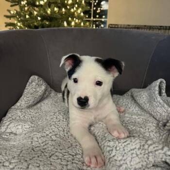 Rescue Great Pyrenees and Australian Cattle Dog Blue Heeler Dogs for Adoption in Pflugerville, Texas - Bobby | PetCurious