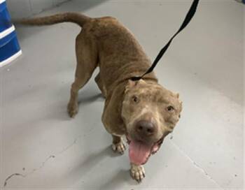 SOTO -  Pit Bull Terrier Dog for Adoption in Corpus Christi, Texas - SOTO | PetCurious
