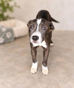 Willie -  Labrador Retriever Dog for Adoption in Lafayette, Louisiana - Willie | PetCurious
