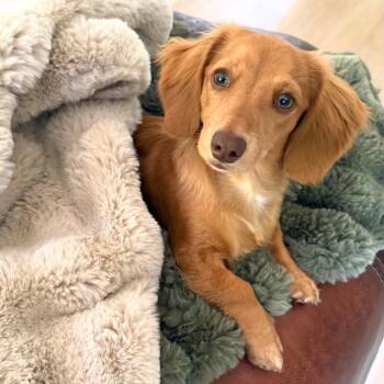 Rhu (BEHAVIORAL HOLD) -  Dachshund Dog for Adoption in Portland, Oregon - Rhu (BEHAVIORAL HOLD) | PetCurious